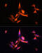 Matrix Metallopeptidase 10 antibody, 18-912, ProSci, Immunofluorescence image 