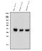 PON antibody, A00516-4, Boster Biological Technology, Western Blot image 