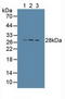 Cathepsin S antibody, LS-C293265, Lifespan Biosciences, Western Blot image 