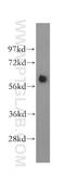 T-box transcription factor TBX6 antibody, 12447-1-AP, Proteintech Group, Western Blot image 