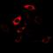 4-Hydroxyphenylpyruvate Dioxygenase antibody, orb341099, Biorbyt, Immunofluorescence image 
