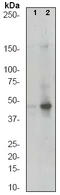 SEK1 antibody, TA300743, Origene, Western Blot image 