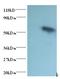 Goat IgG Fc antibody, LS-C212374, Lifespan Biosciences, Western Blot image 