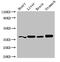 Yip1 Domain Family Member 3 antibody, CSB-PA863928LA01HU, Cusabio, Western Blot image 