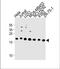 Mitochondrial Ribosomal Protein L58 antibody, A31846-1, Boster Biological Technology, Western Blot image 