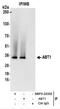 Activator Of Basal Transcription 1 antibody, NBP2-22332, Novus Biologicals, Immunoprecipitation image 
