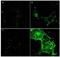 Matrix Metallopeptidase 27 antibody, orb107556, Biorbyt, Immunocytochemistry image 