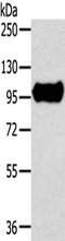 Tripartite Motif Containing 71 antibody, orb525215, Biorbyt, Western Blot image 
