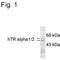 Thyroid Hormone Receptor Alpha antibody, MA1-4674, Invitrogen Antibodies, Western Blot image 