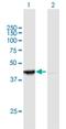 Period Circadian Regulator 3 antibody, H00008863-B01P, Novus Biologicals, Western Blot image 