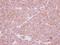 SBDS Ribosome Maturation Factor antibody, GTX109168, GeneTex, Immunohistochemistry paraffin image 