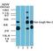 VANGL Planar Cell Polarity Protein 2 antibody, NBP2-24704, Novus Biologicals, Western Blot image 