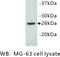 NOG antibody, MBS355051, MyBioSource, Western Blot image 