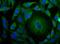 Egl-9 Family Hypoxia Inducible Factor 1 antibody, PA1-16524, Invitrogen Antibodies, Immunocytochemistry image 