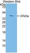 Iduronidase Alpha-L- antibody, LS-C373622, Lifespan Biosciences, Western Blot image 