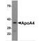 Apolipoprotein A4 antibody, MBS150126, MyBioSource, Western Blot image 