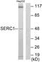 Serine Incorporator 1 antibody, A10374-1, Boster Biological Technology, Western Blot image 