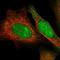 Tudor Domain Containing 1 antibody, NBP1-84349, Novus Biologicals, Immunofluorescence image 