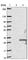 COMM Domain Containing 10 antibody, HPA045441, Atlas Antibodies, Western Blot image 