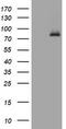 Ras guanyl-releasing protein 3 antibody, LS-C175352, Lifespan Biosciences, Western Blot image 