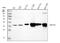 Aflatoxin B1 aldehyde reductase member 2 antibody, A06949-1, Boster Biological Technology, Western Blot image 