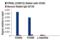 Peroxisome Proliferator Activated Receptor Gamma antibody, 2435T, Cell Signaling Technology, Chromatin Immunoprecipitation image 