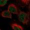 Jhdm2a antibody, NBP2-56254, Novus Biologicals, Immunofluorescence image 
