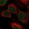 Lysine Demethylase 3A antibody, NBP2-56254, Novus Biologicals, Immunofluorescence image 