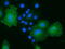 MOB Kinase Activator 3B antibody, TA501557, Origene, Immunofluorescence image 