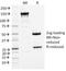 Minichromosome Maintenance Complex Component 7 antibody, 33-847, ProSci, Immunofluorescence image 