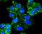 SMAD Family Member 3 antibody, NBP2-67434, Novus Biologicals, Immunofluorescence image 