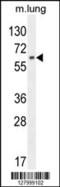 Nuclear Factor, Erythroid 2 Like 1 antibody, 55-513, ProSci, Western Blot image 