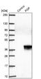 Phosphoglycolate Phosphatase antibody, NBP2-30701, Novus Biologicals, Western Blot image 