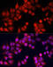 Cystatin B antibody, 19-170, ProSci, Immunofluorescence image 