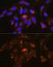 RAB13, Member RAS Oncogene Family antibody, GTX64803, GeneTex, Immunofluorescence image 