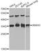 Annexin A5 antibody, LS-C748959, Lifespan Biosciences, Western Blot image 