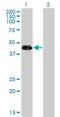 Zinc Finger Protein 3 antibody, H00007551-M08, Novus Biologicals, Western Blot image 