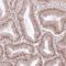 RNA Polymerase III Subunit H antibody, NBP2-13787, Novus Biologicals, Immunohistochemistry frozen image 