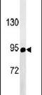 ATP Binding Cassette Subfamily F Member 1 antibody, PA5-26286, Invitrogen Antibodies, Western Blot image 