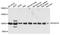 Protocadherin Related 15 antibody, A10086, ABclonal Technology, Western Blot image 