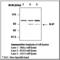 Signal Transducer And Activator Of Transcription 2 antibody, LS-C62226, Lifespan Biosciences, Western Blot image 