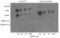 Interleukin 7 Receptor antibody, GTX85865, GeneTex, Dot Blot image 