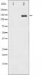 Calcium Sensing Receptor antibody, abx011634, Abbexa, Western Blot image 