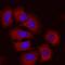 Semaphorin 3C antibody, MAB5570, R&D Systems, Immunocytochemistry image 