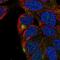 Transmembrane Protein 63A antibody, PA5-66882, Invitrogen Antibodies, Immunofluorescence image 
