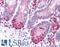 Leucine Rich Repeat Neuronal 4 antibody, LS-A9532, Lifespan Biosciences, Immunohistochemistry paraffin image 