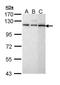 Spliceosome Associated Factor 1, Recruiter Of U4/U6.U5 Tri-SnRNP antibody, TA308280, Origene, Western Blot image 