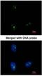 KRR1 Small Subunit Processome Component Homolog antibody, NBP1-32859, Novus Biologicals, Immunofluorescence image 