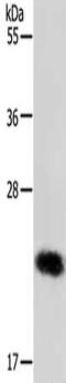 RAB22A, Member RAS Oncogene Family antibody, CSB-PA265650, Cusabio, Western Blot image 