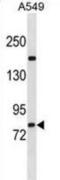 Zinc Finger Protein 782 antibody, abx031200, Abbexa, Western Blot image 